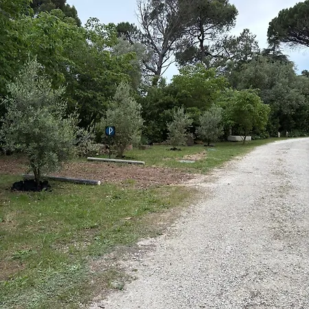 Sous Les Pins